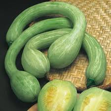 ZUCCA TROMBA DI ALBENGA GR.250